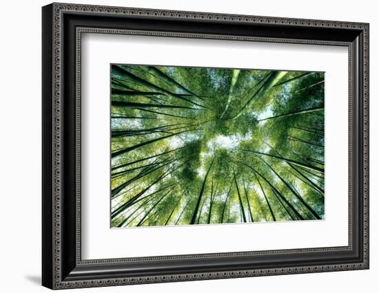 Bamboo Forest in Japan-StockByM-Framed Photographic Print