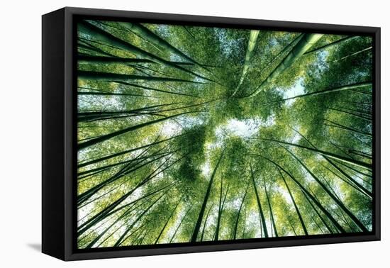 Bamboo Forest in Japan-StockByM-Framed Premier Image Canvas