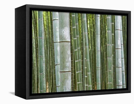 Bamboo Forest in Sagano-Rudy Sulgan-Framed Premier Image Canvas