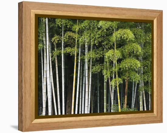 Bamboo Forest in Sagano-Rudy Sulgan-Framed Premier Image Canvas