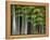 Bamboo Forest in Sagano-Rudy Sulgan-Framed Premier Image Canvas