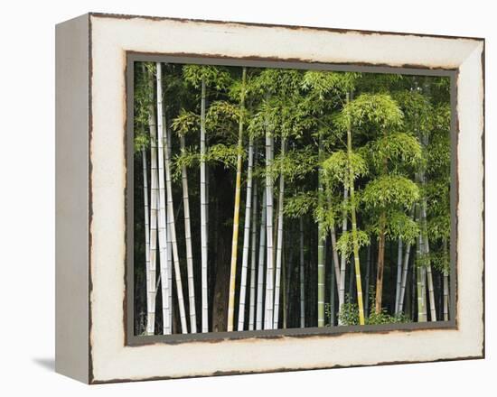 Bamboo Forest in Sagano-Rudy Sulgan-Framed Premier Image Canvas