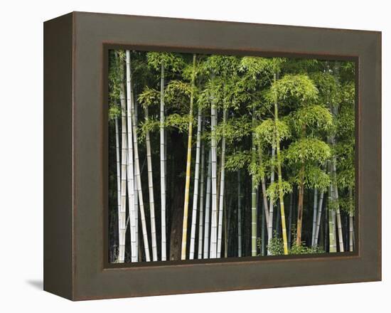 Bamboo Forest in Sagano-Rudy Sulgan-Framed Premier Image Canvas