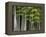 Bamboo Forest in Sagano-Rudy Sulgan-Framed Premier Image Canvas