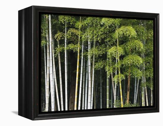 Bamboo Forest in Sagano-Rudy Sulgan-Framed Premier Image Canvas