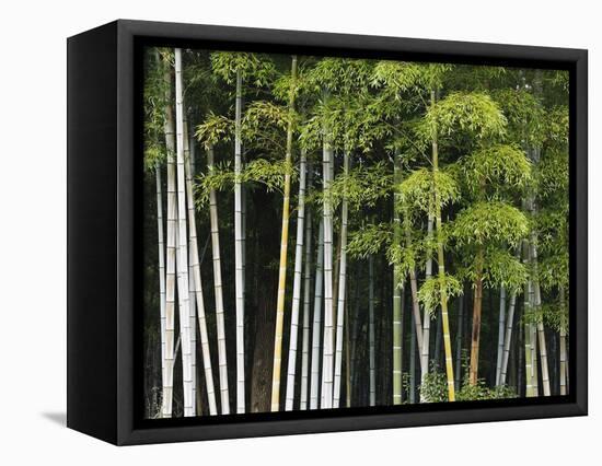 Bamboo Forest in Sagano-Rudy Sulgan-Framed Premier Image Canvas