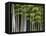 Bamboo Forest in Sagano-Rudy Sulgan-Framed Premier Image Canvas