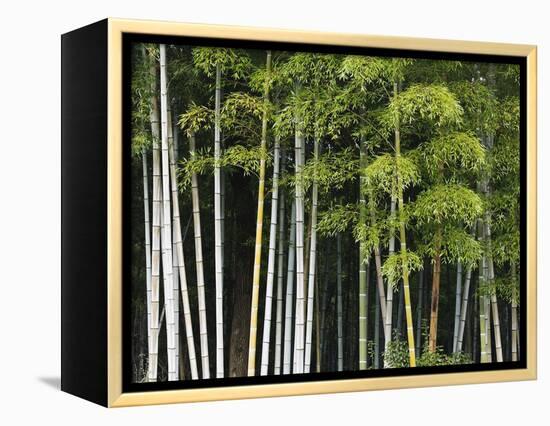 Bamboo Forest in Sagano-Rudy Sulgan-Framed Premier Image Canvas