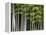 Bamboo Forest in Sagano-Rudy Sulgan-Framed Premier Image Canvas