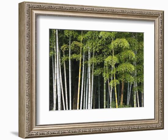 Bamboo Forest in Sagano-Rudy Sulgan-Framed Photographic Print