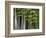 Bamboo Forest in Sagano-Rudy Sulgan-Framed Photographic Print