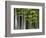 Bamboo Forest in Sagano-Rudy Sulgan-Framed Photographic Print