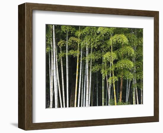 Bamboo Forest in Sagano-Rudy Sulgan-Framed Photographic Print