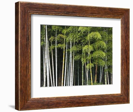 Bamboo Forest in Sagano-Rudy Sulgan-Framed Photographic Print