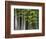 Bamboo Forest in Sagano-Rudy Sulgan-Framed Photographic Print