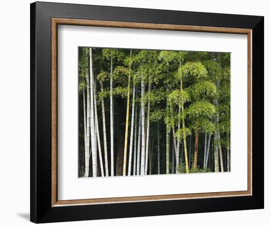 Bamboo Forest in Sagano-Rudy Sulgan-Framed Photographic Print