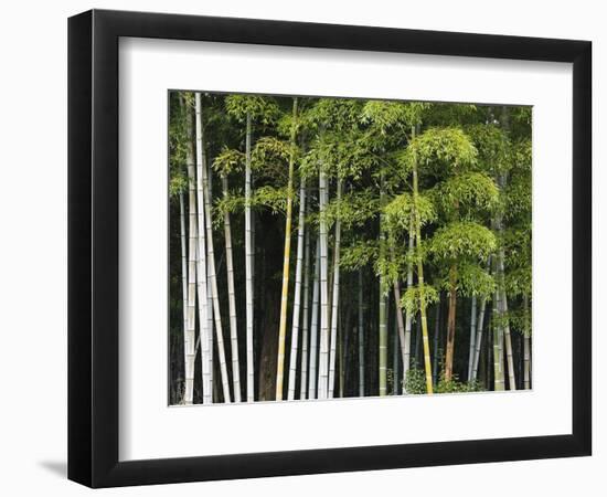 Bamboo Forest in Sagano-Rudy Sulgan-Framed Photographic Print