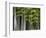 Bamboo Forest in Sagano-Rudy Sulgan-Framed Photographic Print