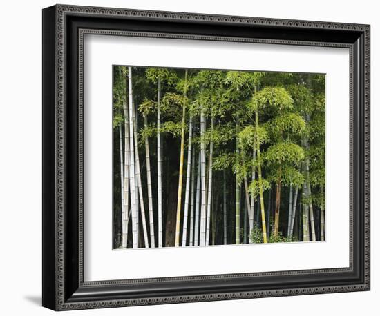 Bamboo Forest in Sagano-Rudy Sulgan-Framed Photographic Print