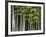 Bamboo Forest in Sagano-Rudy Sulgan-Framed Photographic Print