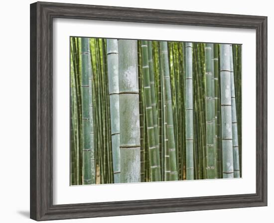 Bamboo Forest in Sagano-Rudy Sulgan-Framed Photographic Print