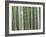 Bamboo Forest in Sagano-Rudy Sulgan-Framed Photographic Print