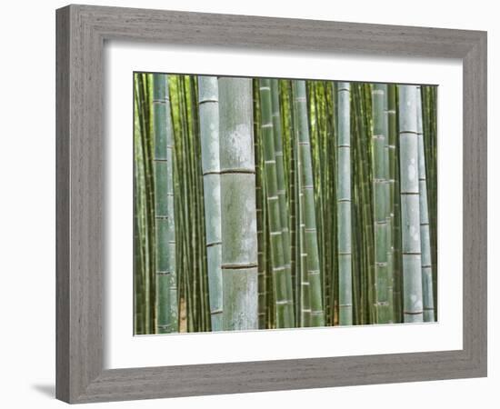 Bamboo Forest in Sagano-Rudy Sulgan-Framed Photographic Print