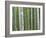 Bamboo Forest in Sagano-Rudy Sulgan-Framed Photographic Print