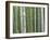 Bamboo Forest in Sagano-Rudy Sulgan-Framed Photographic Print