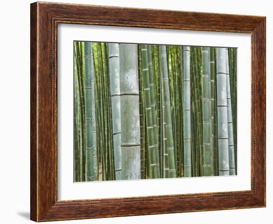 Bamboo Forest in Sagano-Rudy Sulgan-Framed Photographic Print