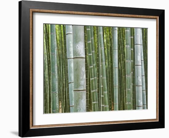 Bamboo Forest in Sagano-Rudy Sulgan-Framed Photographic Print