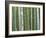 Bamboo Forest in Sagano-Rudy Sulgan-Framed Photographic Print