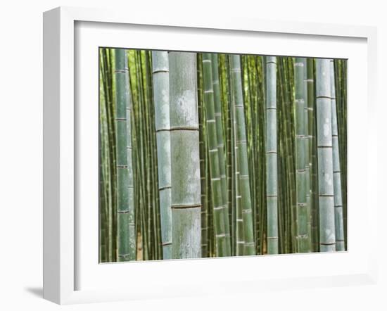 Bamboo Forest in Sagano-Rudy Sulgan-Framed Photographic Print