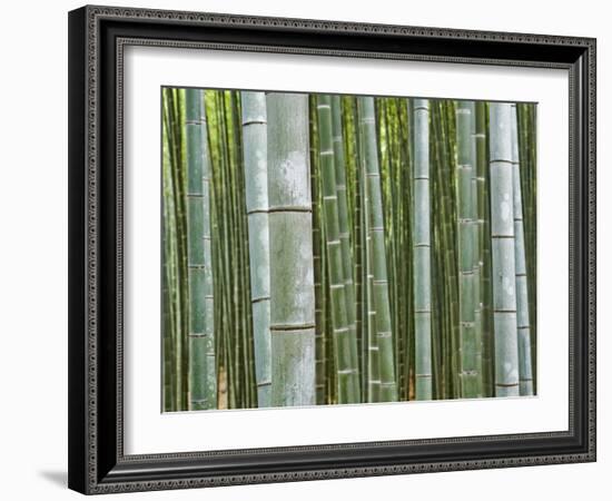 Bamboo Forest in Sagano-Rudy Sulgan-Framed Photographic Print