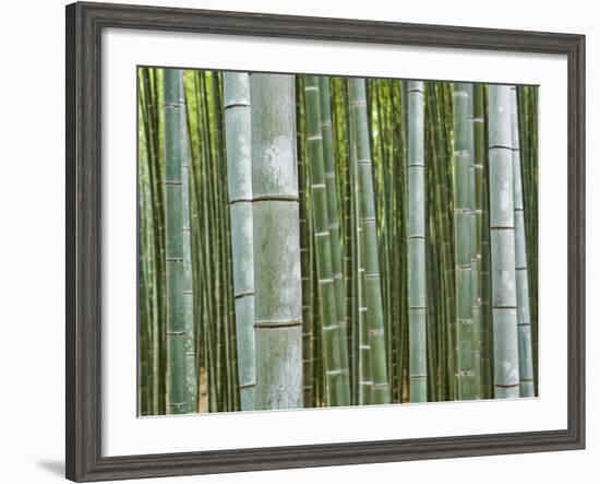 Bamboo Forest in Sagano-Rudy Sulgan-Framed Photographic Print