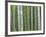 Bamboo Forest in Sagano-Rudy Sulgan-Framed Photographic Print