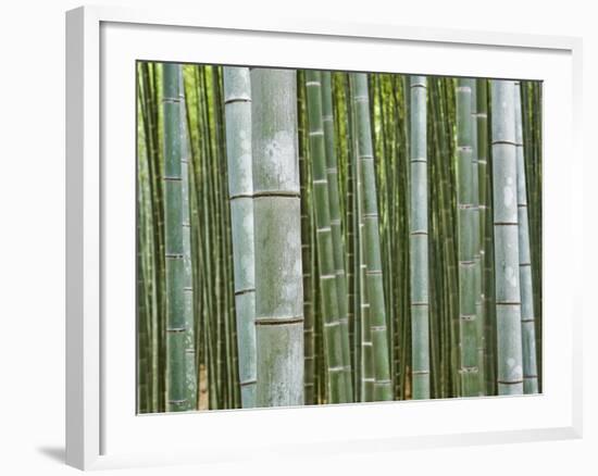 Bamboo Forest in Sagano-Rudy Sulgan-Framed Photographic Print