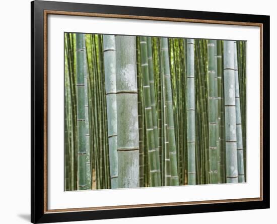 Bamboo Forest in Sagano-Rudy Sulgan-Framed Photographic Print