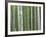 Bamboo Forest in Sagano-Rudy Sulgan-Framed Photographic Print