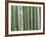 Bamboo Forest in Sagano-Rudy Sulgan-Framed Photographic Print