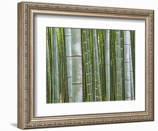 Bamboo Forest in Sagano-Rudy Sulgan-Framed Photographic Print