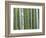 Bamboo Forest in Sagano-Rudy Sulgan-Framed Photographic Print