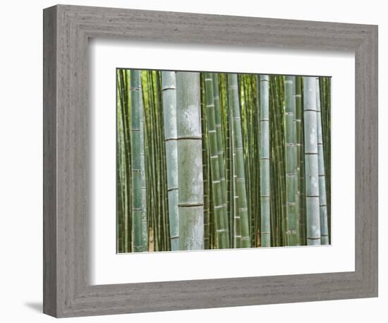 Bamboo Forest in Sagano-Rudy Sulgan-Framed Photographic Print