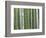 Bamboo Forest in Sagano-Rudy Sulgan-Framed Photographic Print