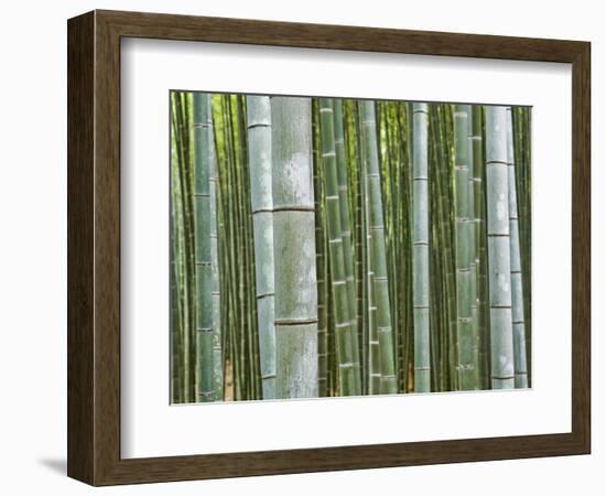 Bamboo Forest in Sagano-Rudy Sulgan-Framed Photographic Print