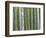 Bamboo Forest in Sagano-Rudy Sulgan-Framed Photographic Print