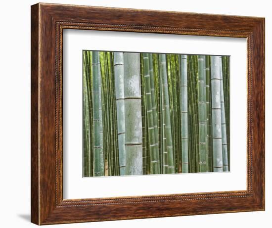 Bamboo Forest in Sagano-Rudy Sulgan-Framed Photographic Print