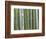 Bamboo Forest in Sagano-Rudy Sulgan-Framed Photographic Print