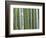 Bamboo Forest in Sagano-Rudy Sulgan-Framed Photographic Print