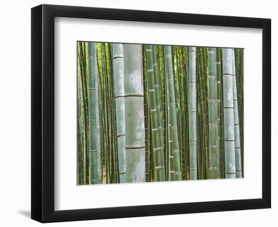 Bamboo Forest in Sagano-Rudy Sulgan-Framed Photographic Print